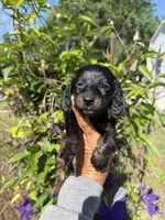 Chandler, a male Miniature Dachshund for sale in Perkins, OK – 3 of 10