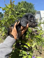 Chandler, a male Miniature Dachshund for sale in Perkins, OK – 5 of 10