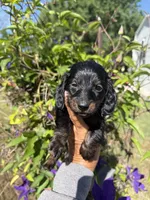 Chandler, a male Miniature Dachshund for sale in Perkins, OK – 4 of 10