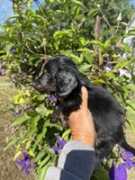 Chandler, a male Miniature Dachshund for sale in Perkins, OK – 10 of 10