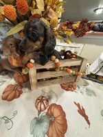 Harry , a male Miniature Dachshund for sale in Perkins, OK – 10 of 10