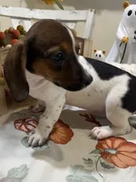 Sadie, a female Miniature Dachshund for sale in Perkins, OK – 3 of 8