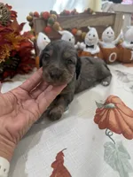 Martha , a female Miniature Dachshund for sale in Perkins, OK – 9 of 10