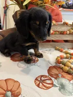 Neil , a male Miniature Dachshund for sale in Perkins, OK – 2 of 10