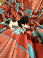 Sammie , a female Miniature Dachshund for sale in Perkins, OK – 3 of 8