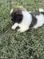 Ricky, a male Bichpoo for sale in Perkins, OK – 2 of 8
