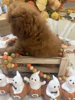 Ruthie , a female Cavapoo for sale in Perkins, OK – 2 of 10