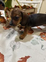 Annie , a female Miniature Dachshund for sale in Perkins, OK – 5 of 7
