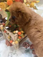 Poppy , a female Cavapoo for sale in Perkins, OK – 4 of 7