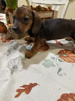 Annie , a female Miniature Dachshund for sale in Perkins, OK – 3 of 7