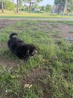 Bubs, a male Bichpoo for sale in Perkins, OK – 2 of 5