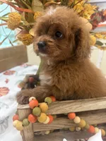 Delta , a female Cavapoo for sale in Perkins, OK – 7 of 8