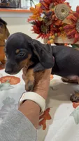 Chanel , a female Miniature Dachshund for sale in Perkins, OK – 3 of 6
