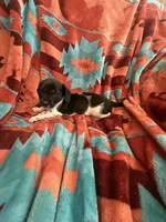 Sammie , a female Miniature Dachshund for sale in Perkins, OK – 2 of 8