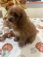 Delta , a female Cavapoo for sale in Perkins, OK – 2 of 8