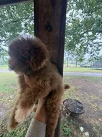 Chloe, a female Poodle - Miniature  for sale in Perkins, OK – 3 of 9