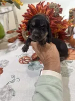 Glory, a female Miniature Dachshund for sale in Perkins, OK – 8 of 10
