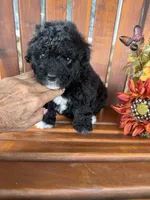 Bella, a female Bichpoo for sale in Perkins, OK – 7 of 9