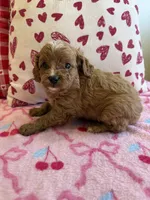Rufus, a male Cavapoo for sale in Perkins, OK – Photo 5 of 8