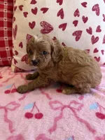Rufus, a male Cavapoo for sale in Perkins, OK – Photo 6 of 8