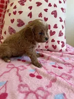 Rufus, a male Cavapoo for sale in Perkins, OK – Photo 8 of 8