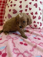 Rufus, a male Cavapoo for sale in Perkins, OK – Photo 2 of 8