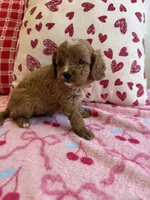 Rufus, a male Cavapoo for sale in Perkins, OK – Photo 1 of 8