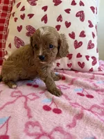 Rufus, a male Cavapoo for sale in Perkins, OK – Photo 3 of 8