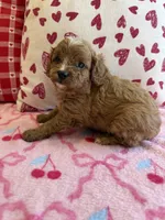 Rufus, a male Cavapoo for sale in Perkins, OK – Photo 4 of 8