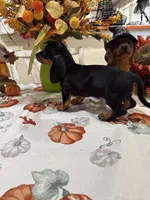 Chanel , a female Miniature Dachshund for sale in Perkins, OK – 2 of 6