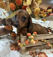 Bella , a female Miniature Dachshund for sale in Perkins, OK – 2 of 7
