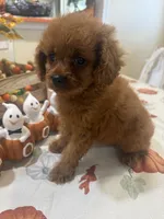 Ruthie , a female Cavapoo for sale in Perkins, OK – 8 of 10