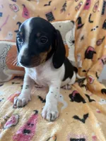 Cory , a male Miniature Dachshund for sale in Perkins, OK – 3 of 8