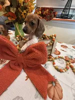 Reba, a female Miniature Dachshund for sale in Perkins, OK – 6 of 10