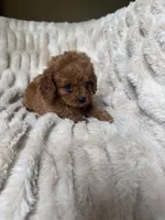 Teddy, a male Cavapoo for sale in Perkins, OK – Photo 7 of 10