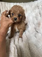 Teddy, a male Cavapoo for sale in Perkins, OK – Photo 8 of 10