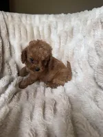 Teddy, a male Cavapoo for sale in Perkins, OK – Photo 2 of 10