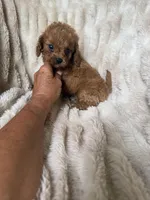 Teddy, a male Cavapoo for sale in Perkins, OK – Photo 6 of 10