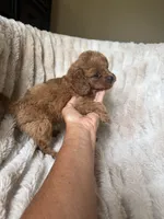 Teddy, a male Cavapoo for sale in Perkins, OK – Photo 9 of 10