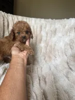 Teddy, a male Cavapoo for sale in Perkins, OK – Photo 4 of 10