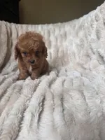 Teddy, a male Cavapoo for sale in Perkins, OK – Photo 1 of 10