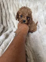 Teddy, a male Cavapoo for sale in Perkins, OK – Photo 5 of 10