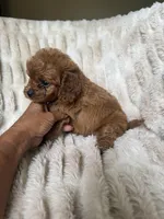 Teddy, a male Cavapoo for sale in Perkins, OK – Photo 3 of 10