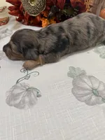 Lincoln , a male Miniature Dachshund for sale in Perkins, OK – 9 of 9