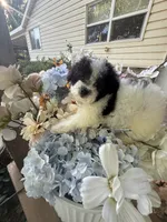 Todd, a male Bichpoo for sale in Perkins, OK – 3 of 10