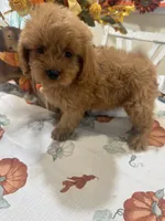 Zeus, a male Cavapoo for sale in Perkins, OK – 4 of 8