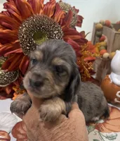 Liberty , a female Miniature Dachshund for sale in Perkins, OK – 6 of 8