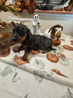 Harry , a male Miniature Dachshund for sale in Perkins, OK – 6 of 10
