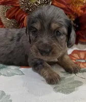 Martha , a female Miniature Dachshund for sale in Perkins, OK – 8 of 10