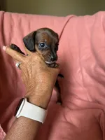 Tiny, a female Miniature Dachshund for sale in Perkins, OK – Photo 2 of 9